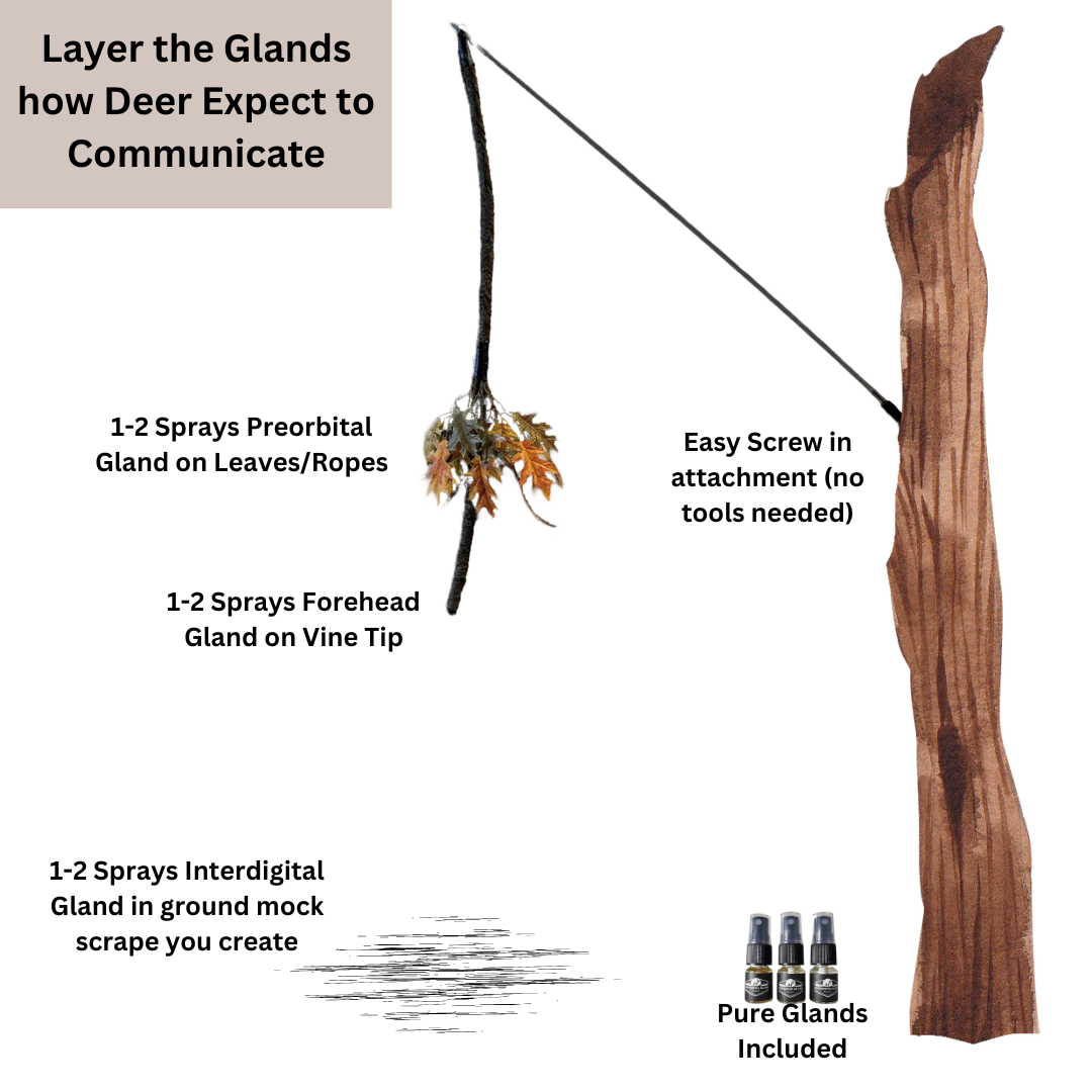 BuckVine w/ 3 Pack of Glands