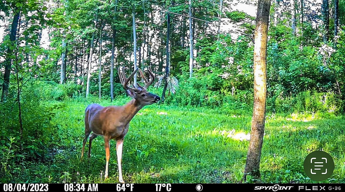 BuckVine w/ 3 Pack of Glands